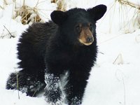 BearCubInSnow