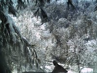 Deer in snow