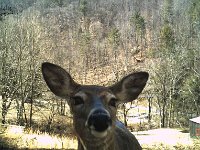DeerSelfie