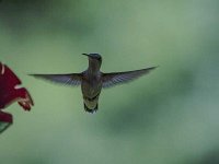 Hummingbird