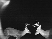 Two Bucks Trailcam